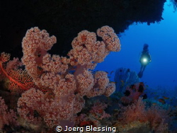 soft coral by Joerg Blessing 